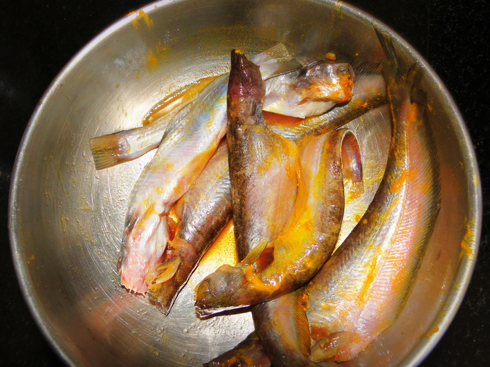 pabda fish in bengali